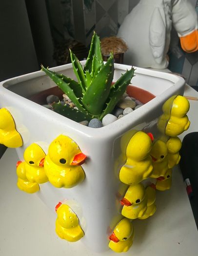 Aloe plant