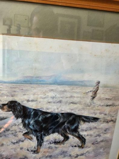 Limited edition print of Gordon Setter