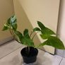 Flower indoor Philodendron Image 6