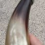 12 Inch Australian Bull Horn Bottle Opener Image 8