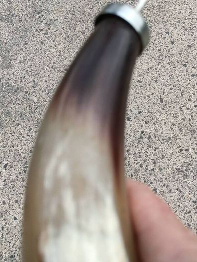 12 Inch Australian Bull Horn Bottle Opener