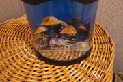 fake fish tank