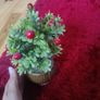 small cherry plant pot Image 2