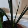 Plants set Image 2