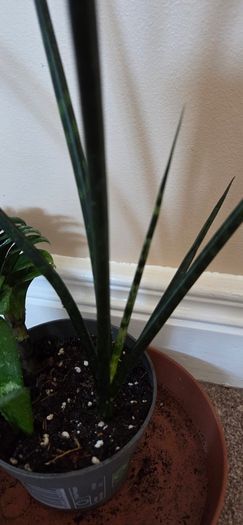 Plants set