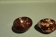 Tagua nuts