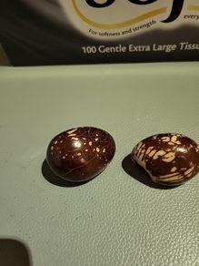 Tagua nuts
