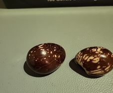 Tagua nuts