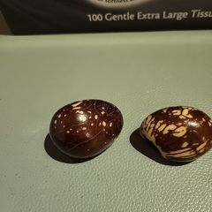 Tagua nuts