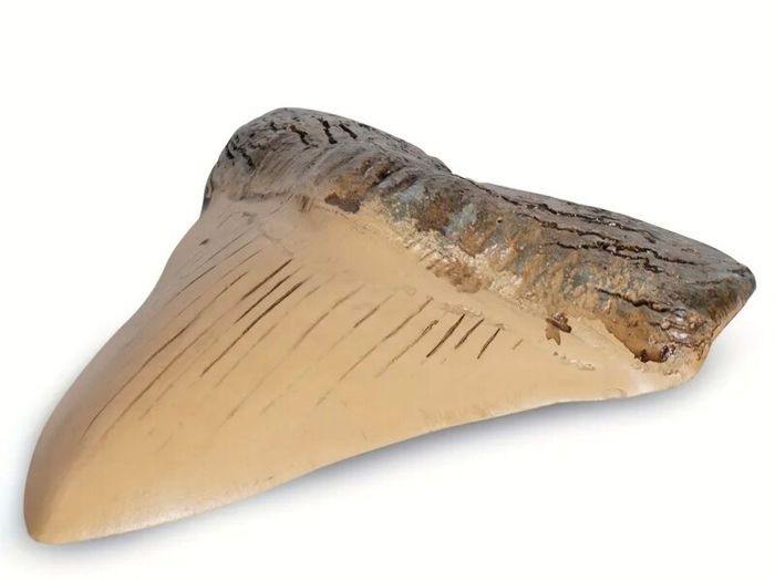 1/1  copy of a prehistoric megladon shark tooth.