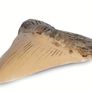 1/1  copy of a prehistoric megladon shark tooth. Image 3