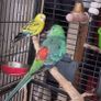 bird cage Image 2