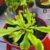 Venusflytrap