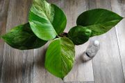 Epipremnum Aureum Marble Queen big leaves
