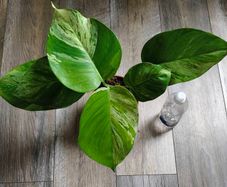 Epipremnum Aureum Marble Queen big leaves