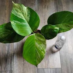 Epipremnum Aureum Marble Queen big leaves