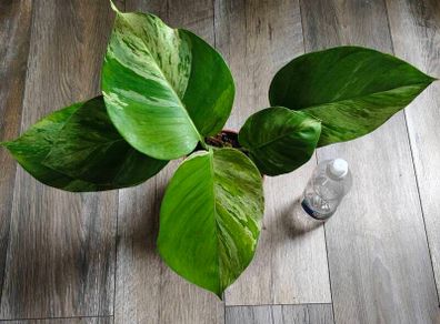 Epipremnum Aureum Marble Queen big leaves