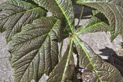 Rodgersia 'Bronze Peacock' (Bare Root)