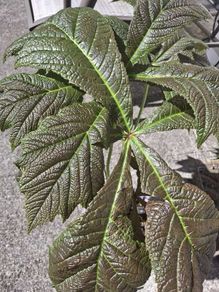 Rodgersia 'Bronze Peacock' (Bare Root)