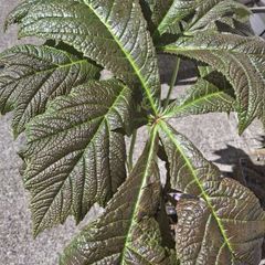 Rodgersia 'Bronze Peacock' (Bare Root)