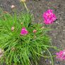 30 super flowering plants/shrubs Image 10
