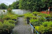 Plants, Flowering Shrubs, Grasses