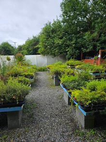 Plants, Flowering Shrubs, Grasses