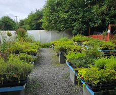 Plants, Flowering Shrubs, Grasses
