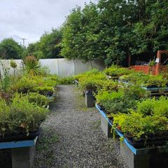 Plants, Flowering Shrubs, Grasses