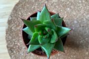 Succulent Echeveria Lipstick indoor and outdoor plant
