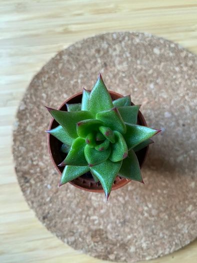 Succulent Echeveria Lipstick indoor and outdoor plant