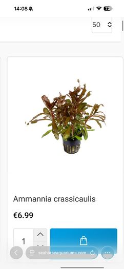 Fish Tank Plants