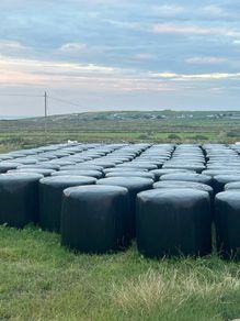 Quality silage. 70 bales. 40 per bale.