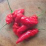 Chili Pepper 'Aji Largo' Irish Seed Image 3