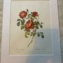 Ariel press poster 1989 of roses Image 4