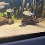 6 congo tetras Image 3