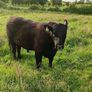 AngusBull Image 4