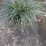 Festuca Grass Plant Image 2