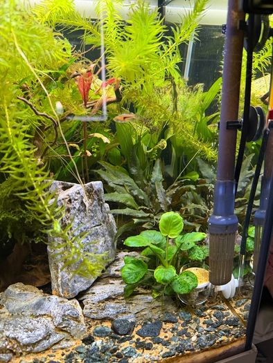 Fish Tank And stand with fish and plants