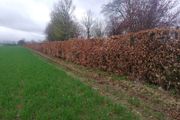 Copper Beech Hedging