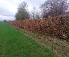Copper Beech Hedging