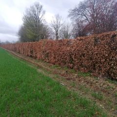 Copper Beech Hedging