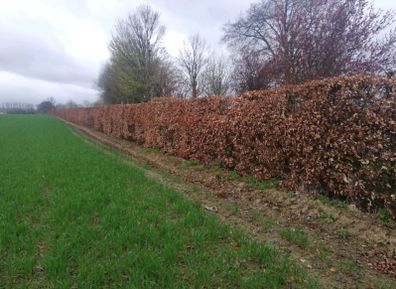 Copper Beech Hedging