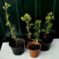 Young Gooseberry Plants for Sale