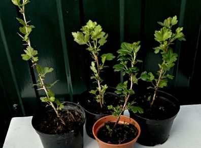 Young Gooseberry Plants for Sale