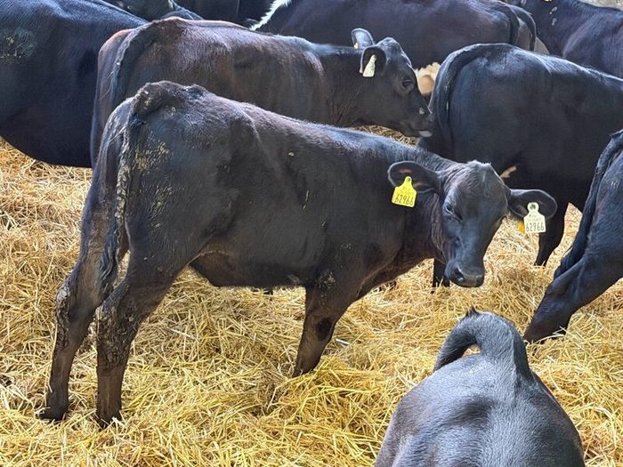 31 Properly Well Fed Calves
