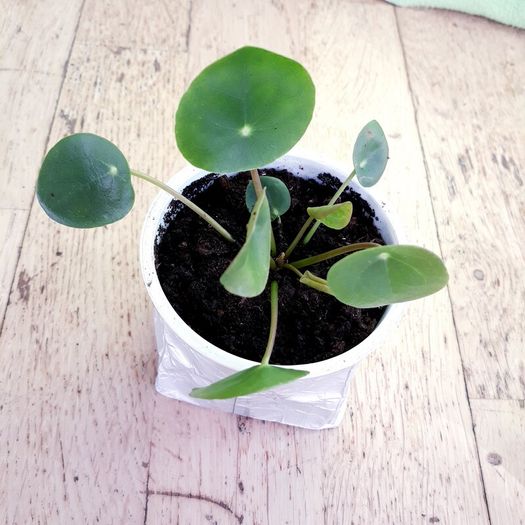 Chinese Money Plants - Pilea peperomioides