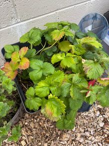 Free strawberry plant