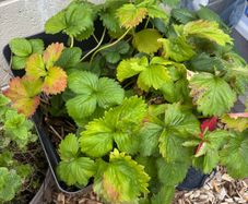 Free strawberry plant