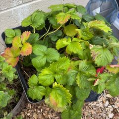 Free strawberry plant